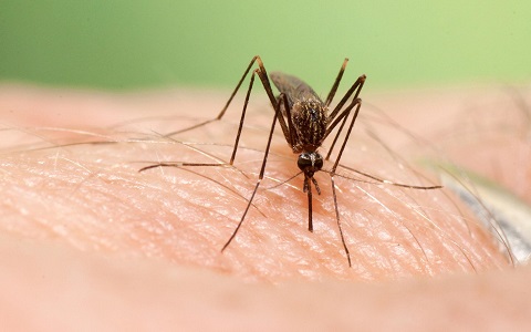 Nueva especie de mosquito invasor detectada en Asturias
